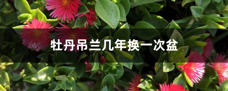 牡丹吊兰几年换一次盆 牡丹吊兰几年换一次盆