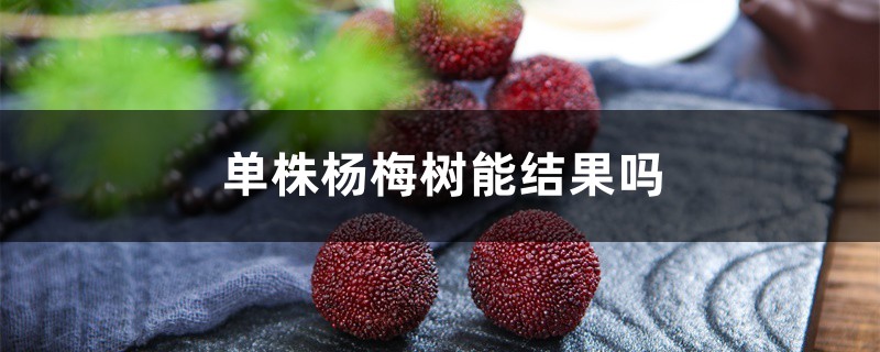 单株杨梅树能结果吗 单株杨梅树能结果吗