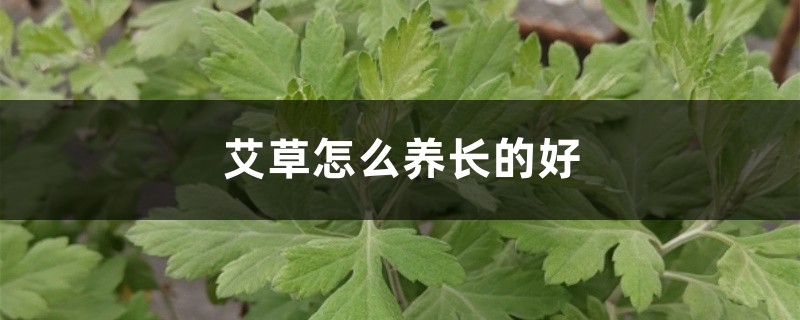 艾草怎么养长的好 艾草怎么养长的好