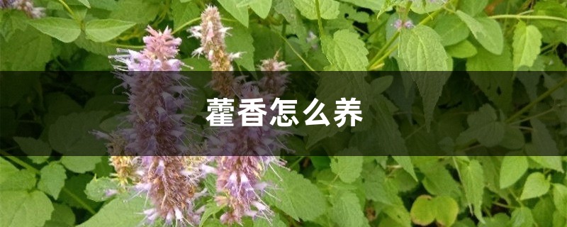 藿香怎么养 藿香怎么养