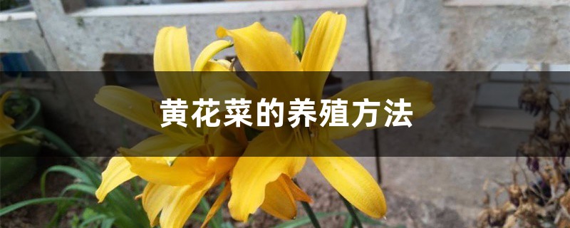 黄花菜的养殖方法 黄花菜的养殖方法