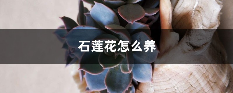 石莲花怎么养 石莲花怎么养