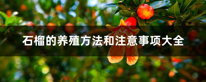 石榴的养殖方法和注意事项 石榴的养殖方法和注意事项
