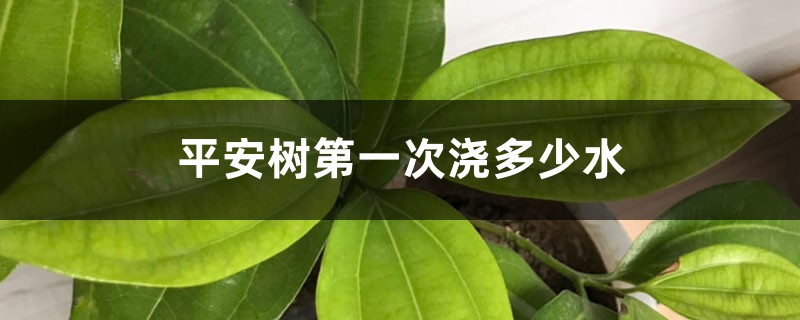 平安树第一次浇多少水 平安树第一次浇多少水