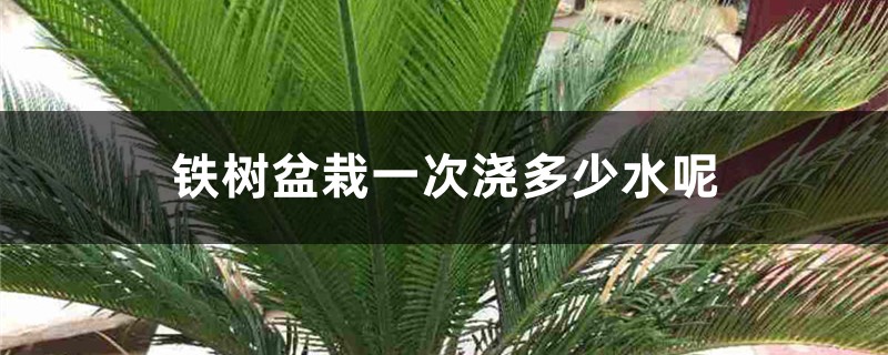 铁树盆栽一次浇多少水呢 铁树盆栽一次浇多少水呢