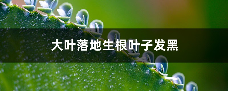 大叶落地生根叶子发黑怎么办 大叶落地生根叶子发黑怎么办