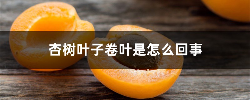 杏树叶子卷叶是怎么回事 杏树叶子卷叶是怎么回事