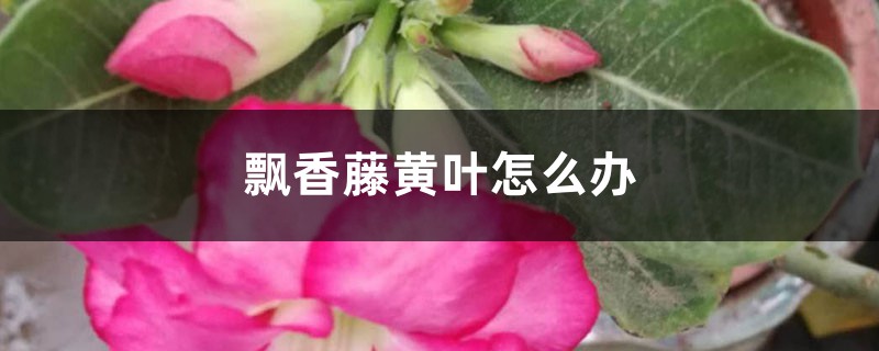 飘香藤黄叶怎么办 飘香藤黄叶怎么办