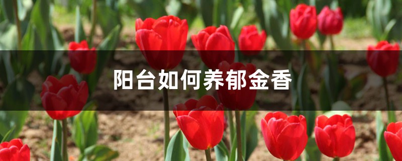 阳台如何养郁金香,需要注意什么 阳台如何养郁金香,需要注意什么