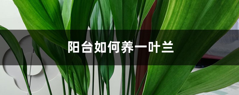 阳台如何养一叶兰,需要注意什么 阳台如何养一叶兰,需要注意什么