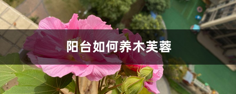 阳台如何养木芙蓉,需要注意什么 阳台如何养木芙蓉,需要注意什么