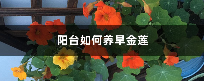 阳台如何养旱金莲,需要注意什么 阳台如何养旱金莲,需要注意什么