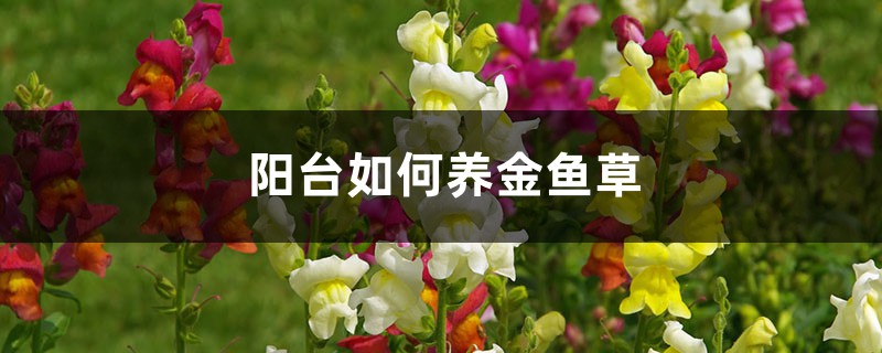 阳台如何养金鱼草,需要注意什么 阳台如何养金鱼草,需要注意什么