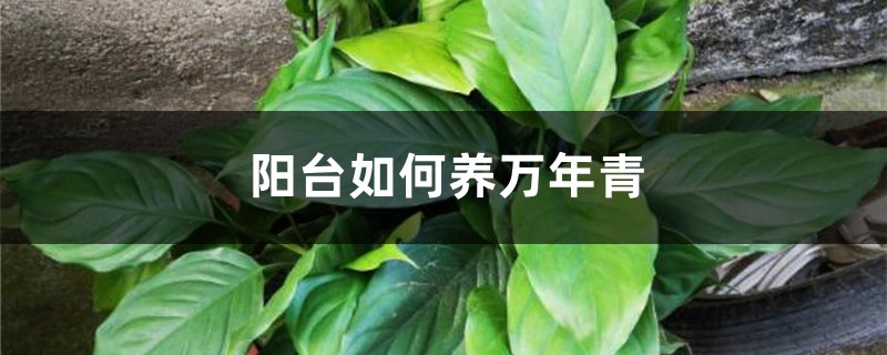 阳台如何养万年青,需要注意什么 阳台如何养万年青,需要注意什么