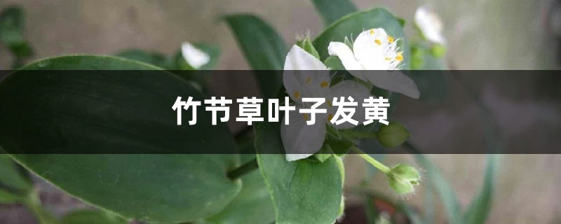 竹节草黄叶的原因和处理办法 竹节草黄叶的原因和处理办法