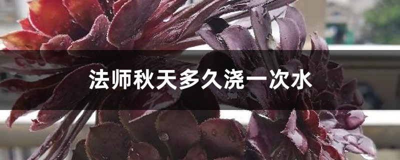法师秋天多久浇一次水 法师秋天多久浇一次水