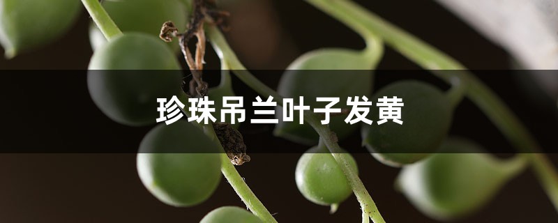 珍珠吊兰黄叶的原因和处理办法 珍珠吊兰黄叶的原因和处理办法
