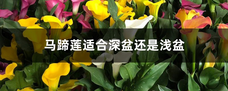 马蹄莲适合深盆还是浅盆,马蹄莲适合多大的盆 马蹄莲适合深盆还是浅盆,马蹄莲适合多大的盆