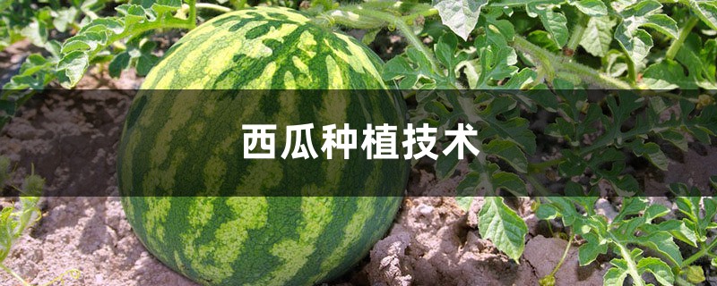 西瓜种植技术,西瓜什么时候种 西瓜种植技术,西瓜什么时候种
