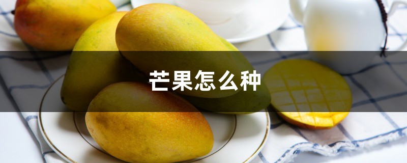 芒果怎么种,芒果图片 芒果怎么种,芒果图片