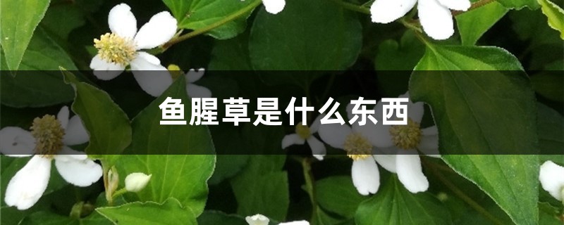 鱼腥草是什么东西,鱼腥草长什么样子 鱼腥草是什么东西,鱼腥草长什么样子