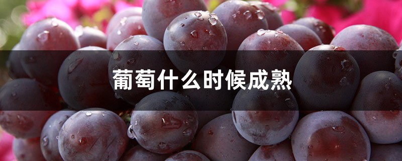 葡萄什么时候成熟,葡萄几年结果 葡萄什么时候成熟,葡萄几年结果