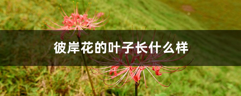彼岸花的叶子,彼岸花的叶子图片 彼岸花的叶子,彼岸花的叶子图片