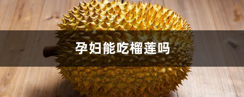孕妇能吃榴莲吗,榴莲怎么选 孕妇能吃榴莲吗,榴莲怎么选