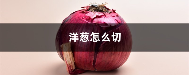 洋葱怎么切,洋葱怎么吃 洋葱怎么切,洋葱怎么吃