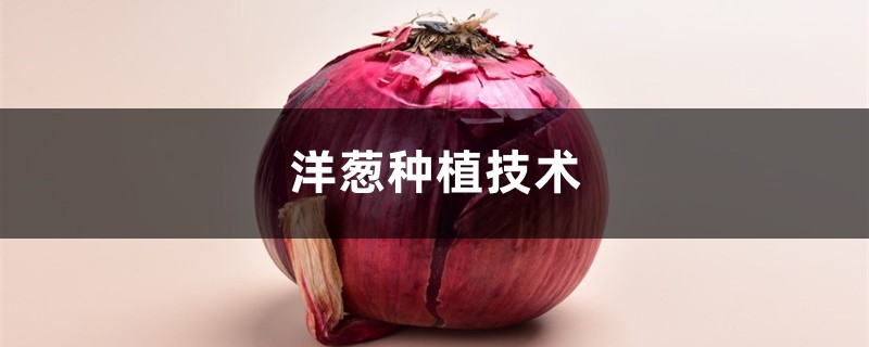 洋葱种植技术,洋葱图片 洋葱种植技术,洋葱图片