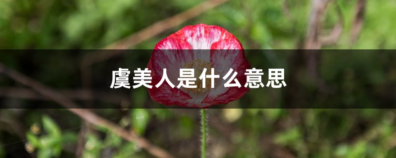 虞美人是什么意思,虞美人图片 虞美人是什么意思,虞美人图片