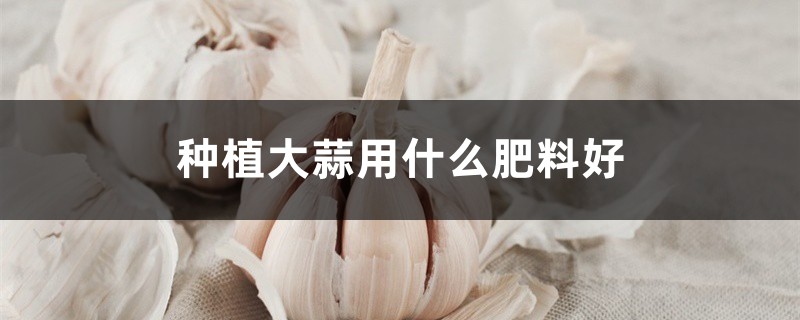 种植大蒜用什么肥料好(大蒜专用肥) 种植大蒜用什么肥料好(大蒜专用肥)