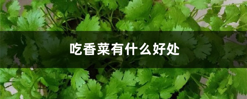 吃香菜有什么好处,香菜的做法 吃香菜有什么好处,香菜的做法