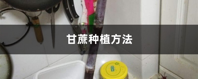 甘蔗种植方法,甘蔗图片 甘蔗种植方法,甘蔗图片