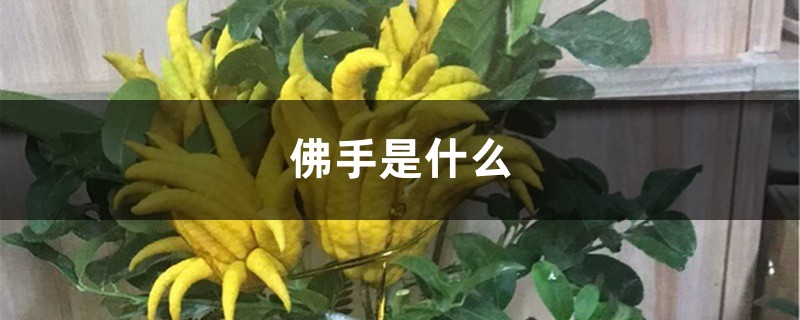 佛手是什么,佛手图片 佛手是什么,佛手图片