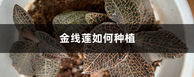 金线莲如何种植(种植方法介绍) 金线莲如何种植(种植方法介绍)