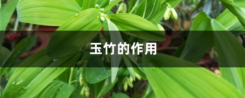 玉竹的作用,玉竹的图片 玉竹的作用,玉竹的图片
