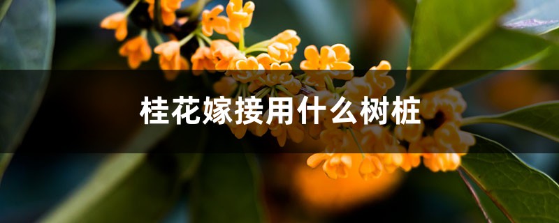 桂花嫁接用什么树桩(嫁接方法图解) 桂花嫁接用什么树桩(嫁接方法图解)