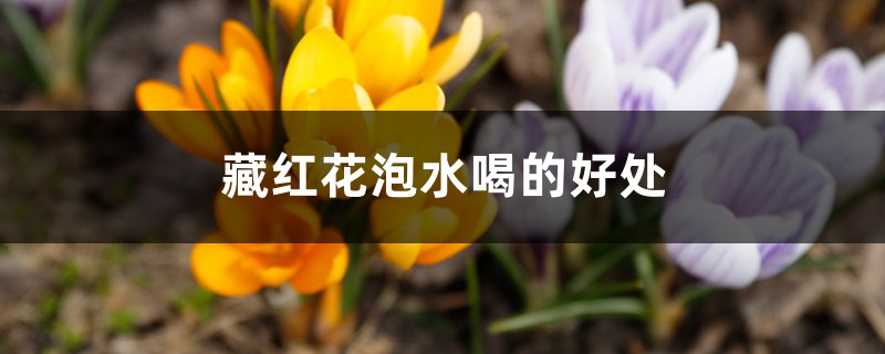 藏红花泡水喝的好处,有什么禁忌 藏红花泡水喝的好处,有什么禁忌