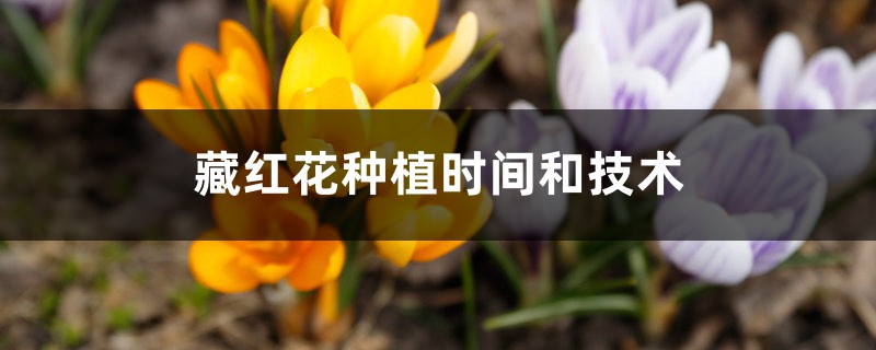 藏红花种植时间和技术,需要注意什么 藏红花种植时间和技术,需要注意什么