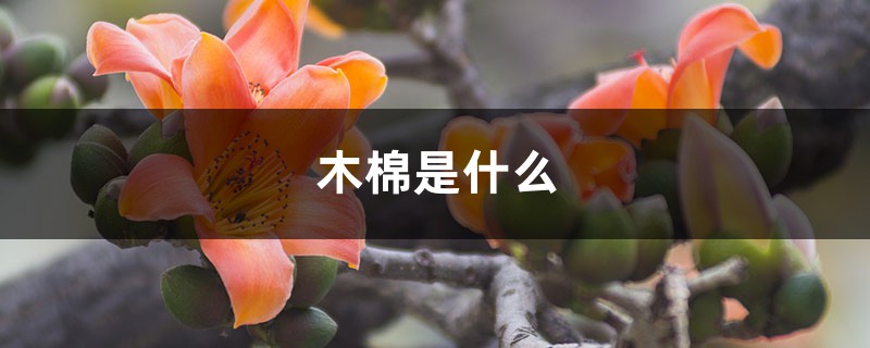 木棉是什么,木棉花图片 木棉是什么,木棉花图片
