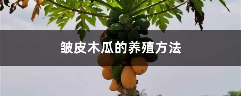 皱皮木瓜的养殖方法 皱皮木瓜的养殖方法