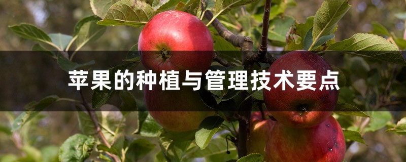 苹果的种植与管理技术要点 苹果的种植与管理技术要点