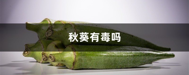 秋葵有毒吗,秋葵不适宜什么人吃 秋葵有毒吗,秋葵不适宜什么人吃