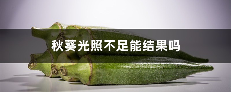 秋葵光照不足能结果吗,秋葵喜欢光照吗 秋葵光照不足能结果吗,秋葵喜欢光照吗