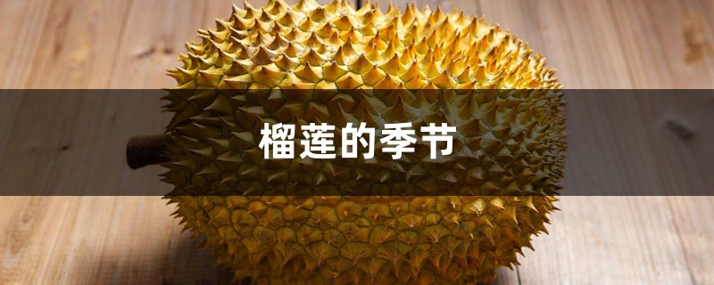 榴莲的季节,什么时候成熟 榴莲的季节,什么时候成熟