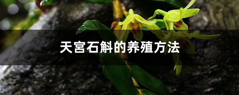 天宮石斛的养殖方法和注意事项 天宮石斛的养殖方法和注意事项