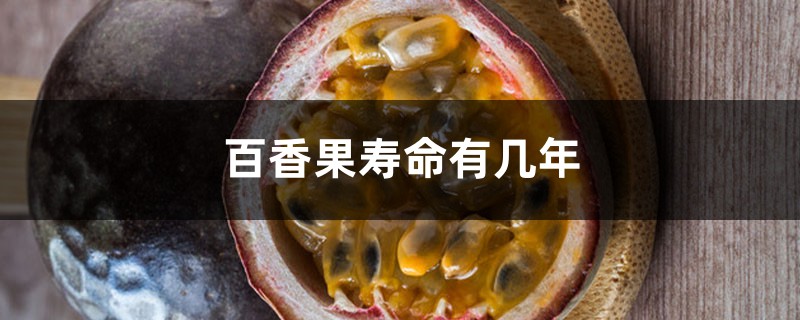 百香果寿命有几年,南方百香果如何过冬 百香果寿命有几年,南方百香果如何过冬