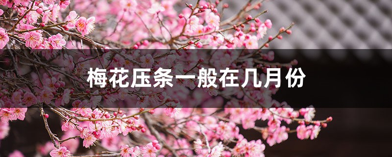 梅花压条一般在几月份,梅花的高压繁殖方法 梅花压条一般在几月份,梅花的高压繁殖方法