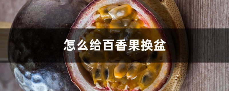 怎么给百香果换盆,换盆后放天台上晒可以吗 怎么给百香果换盆,换盆后放天台上晒可以吗